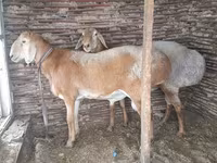قوچ, Rhon sheep — عکس 1