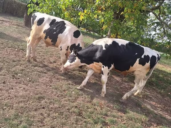 Бұқа, Russian Black pied cattle