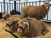 Ram, Kazakh fat-tailed coarsewool sheep — photo 2