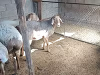 Kambing betina, Arashan sheep — foto 5