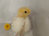Quails — ảnh 4