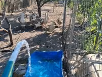 Geese — foto 3