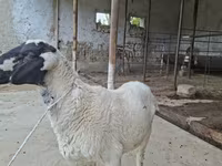 قوچ, Blackheaded Persian sheep — عکس 4