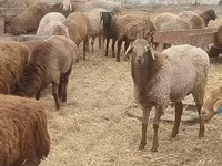 ஆண் ஆடு, Hissar sheep — புகைப்படம் 1
