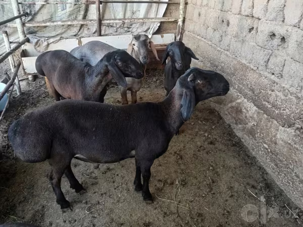 قوچ, گوسفند