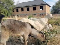Kozel, Saanen goat — foto 6