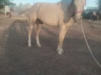 اسب نر, اسب — عکس 2