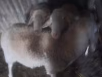 Kambing jantan, Assaf sheep — foto 1