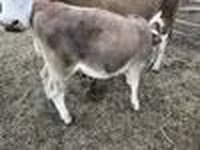 โคเนื้อ (เป็นล็อต, ไม่ระบุเพศ), Simmental cattle — รูปภาพ 5