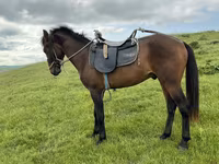 اسب نر, Azerbaijan horse — عکس 2