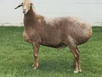 Kambing betina, Arashan sheep — foto 4