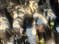 牛只（批次，未指定性别）, Russian Black pied cattle — 照片 3