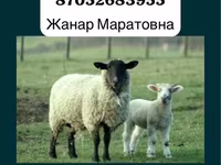 قوچ, Gorkov sheep — عکس 2