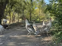 Turkeys — تصویر 5