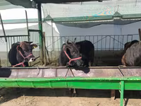 Lembu ternakan (lot, jantina tidak dinyatakan), Cattle — foto 1