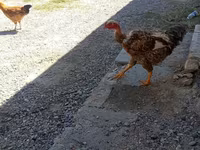 Chickens — عکس 4