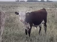 گاو و گوساله (گروه، جنسیت مشخص نشده), Simmental cattle — عکس 6