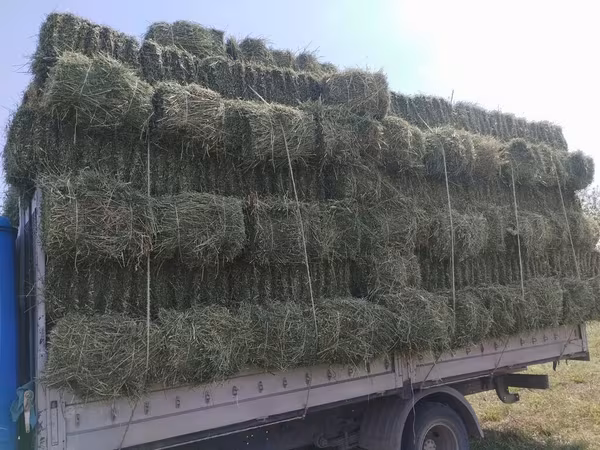 Сено в тюках.
Беде таза сатылат доставкасы менен