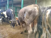 گاو نر, Swiss cattle — عکس 4