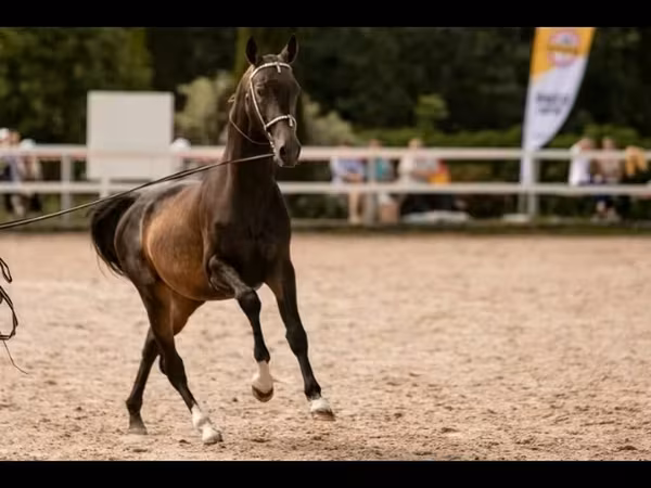 Cavalo, Akhal-Teke