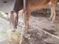 பசு, Swiss cattle — புகைப்படம் 8