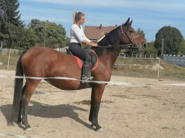 Stute, Hungarian horse breed