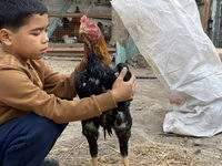 Chickens — fotografija 4