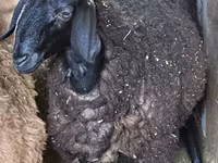 በግ, Hissar sheep — ፎቶ 3