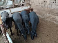 Beran, Rhon sheep — foto 1