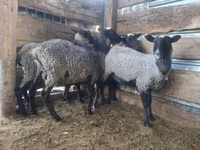 Beran, Romanov sheep — foto 4