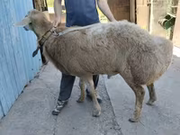قوچ, Rhon sheep — عکس 1