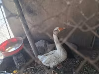 Geese — รูปภาพ 6