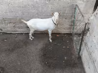 بکرا, Saanen goat — تصویر 2