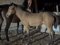 مادیان, Thoroughbred horse — عکس 1