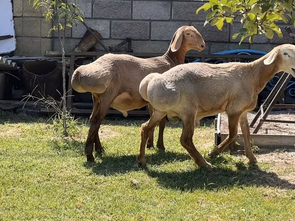 แกะตัวผู้, Edilbay sheep