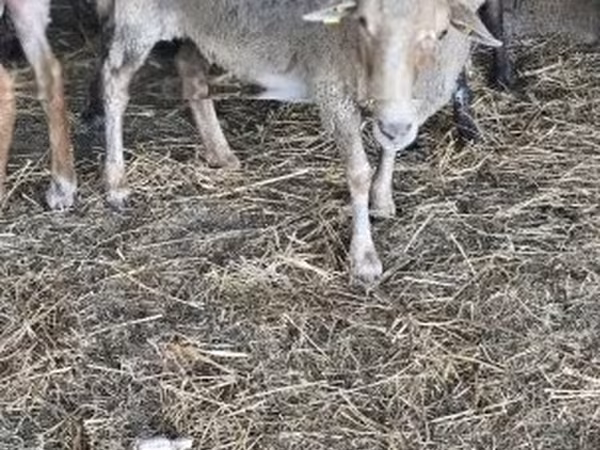 Sheep, Sheep — Hungary