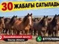 Kuda (lot, jantina tidak dinyatakan), Kazakh horse — foto 2