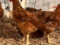 Chickens — sawirka 2