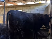 Bull, Red Polled Cow — photo 4