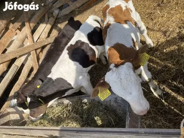 วัวตัวผู้, Simmental cattle