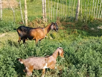Kambing betina, Nubian Goat — foto 2