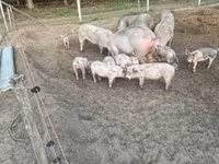 Locha, Świnie — zdjęcie 1