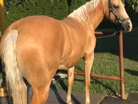 Kuda betina, Hungarian horse breed — foto 3