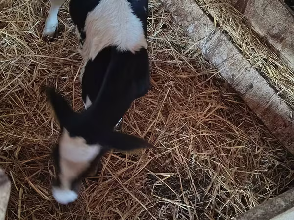 Mucca, Russian Black pied cattle