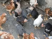 Chickens — foto 1