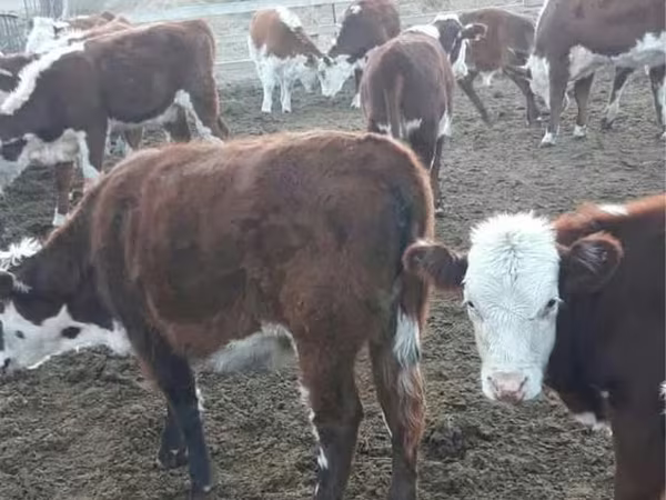 گاو ماده, گاو سفیدسر قزاقستانی