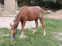 Hoppe, French Trotter — foto 3
