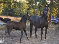 Jument, Lipizzaner — photo 2