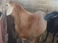 Beran, Arashan sheep — foto 5