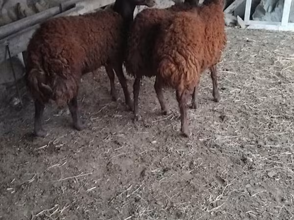 قوچ, گوسفند